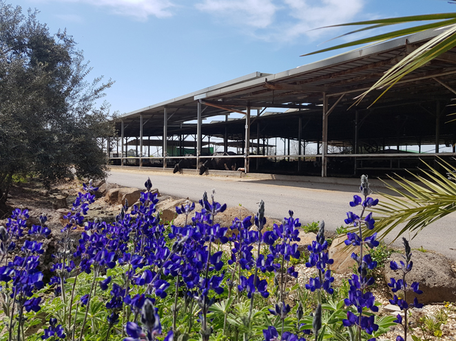 הרפת הרובוטית 4