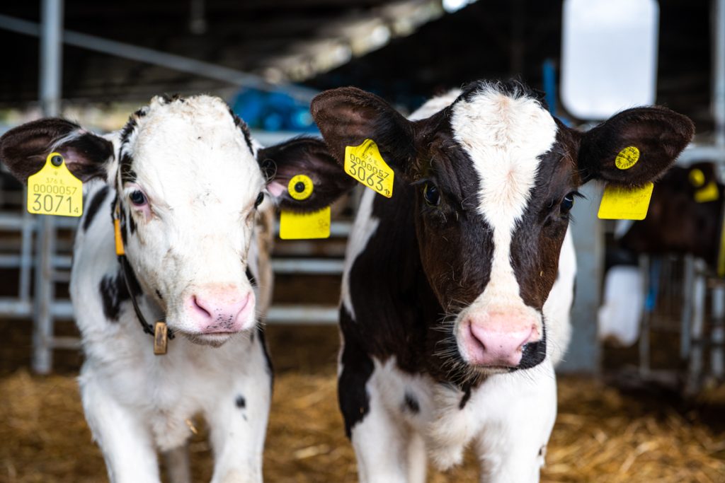 הרפת הרובוטית 5